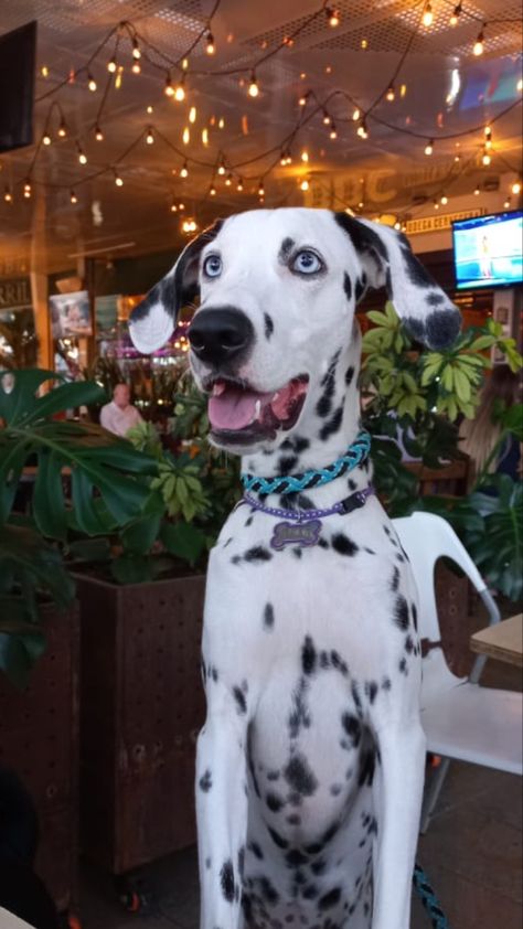 Dalmatian With Blue Eyes, Dalmatian Blue Eyes, Dalmatian Painting, Cute Dalmatian, Dalmatian Puppies, Puppies Near Me, Animal Ideas, Dalmatian Dogs, Pretty Dogs