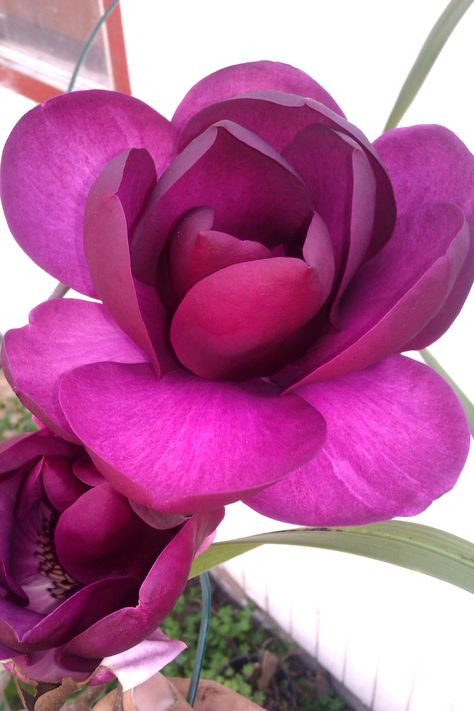 purple magnolia is most glorious in the fall/winter Purple Magnolia, Magnolia Symbolism, Purple Magnolia Flower, Southern Magnolia Flower, Magnolia Flower Symbolism, Magnolia Grandiflora, Magnolia Trees, Wonderful Flowers, Magnolia Flower