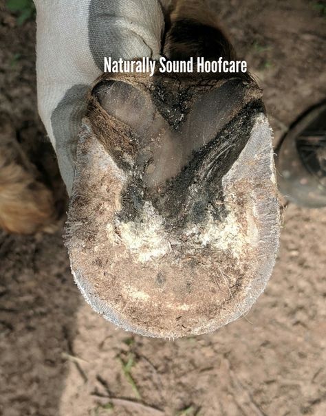 Trim by Naturally Sound Hoofcare of Ga Sound, Trim, Nature