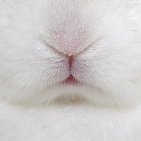 Bun nose! Somebunny Loves You, Bunny Face, Animals Friends, Bunny Rabbit, Animal Kingdom, Animals Beautiful, Make Me Smile, Alice In Wonderland, Baby Animals