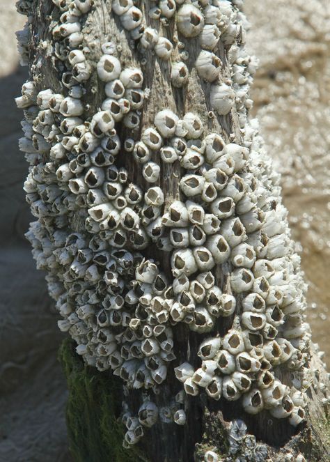 Barnacles: A Beginning Fashion Mood Board, Ceramics Projects, Ap Art, A Level Art, Kids Braided Hairstyles, Makeup For Black Women, Organic Form, Hand Art, Sea And Ocean