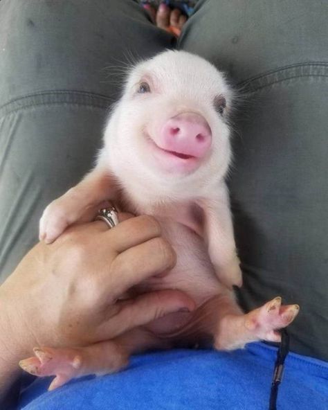 When a Picture Says More Than Just a Thousand Words Cute Piglets, Cute Piggies, Pet Pigs, Baby Animals Pictures, Baby Pigs, Baby Animals Funny, Cute Pigs