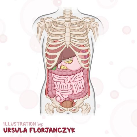 Osmosis on Instagram: “Today, we want to highlight an amazing illustration of the organs of the abdominal cavity by another one of our phenomenal illustrators.…” Abdominal Cavity, Cavities, Another One, Highlights, Medical, On Instagram, Instagram