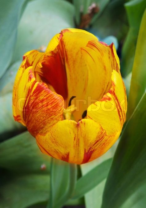 yellow and red tulip from above Red Tulips, Tulips Flowers, Yellow Stripes, Red Yellow, Tulips, Google Search, Yellow, Plants, Flowers