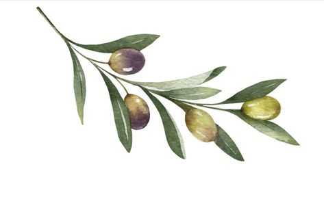 Watercolor Olive Branch Tattoo, Olive Branch Watercolor Paintings, Watercolor Olive Branch, Olive Leaves Drawing, Olive Branch Vector, Olive Branch Aesthetic, Olive Tattoo Branch, Olive Tree Branch Tattoo, Olive Leaves Tattoo