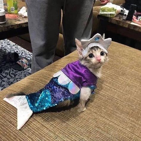 Gatos Cool, Mermaid Cat, Silly Cats Pictures, Silly Animals, Cat Costumes, Funny Cute Cats, Silly Cats, Pretty Cats, Cute Little Animals