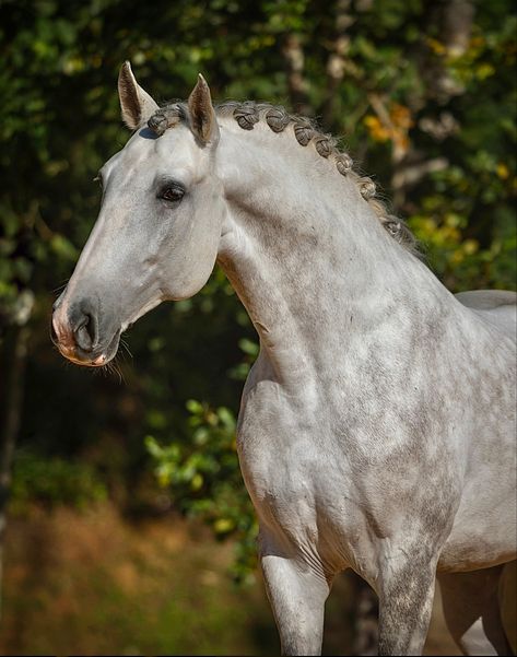 (Lusitano World) Lusitano Dressage, Lusitano Stallion, Drawing Horses, Male Horse, Lusitano Horse, Spanish Horse, Horse Reference, Horse Heads, Light Frame