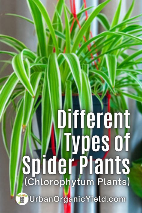 Plants such as Chlorophytum (also known as spider plants) are prized for their unusual and beautiful leaves. In addition to growing in a broad variety of light and temperature conditions, chlorophytum is often cultivated inside. Because it requires minimal maintenance, it is a great option for a houseplant. Here is a list of the most popular Chlorophytum types. Spider Plant Varieties, Spider Plant Indoor, Plants To Grow Indoors, Easiest Plants To Grow, Homestead Gardening, Types Of Spiders, Types Of Houseplants, Plant Varieties, Easy Plants To Grow