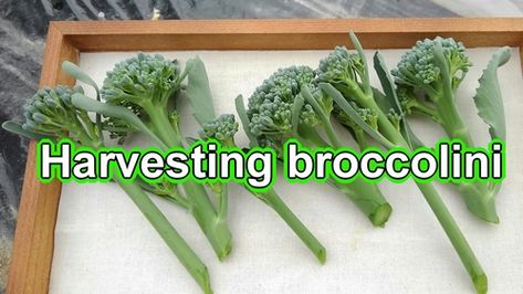 Grow broccolini in outdoor cultivation. The timing for harvesting broccolini is around 2 weeks after pinching. Let's pluck the side buds attached to the tips of the side shoots. The harvesting method for broccolini is to cut the base of the side buds with scissors. How To Grow Broccolini, Cooking Broccolini, Best Way To Cook Brocollini, How To Cook Broccolini Easy Recipes, Harvesting Broccoli, Growing Eggplant, Growing Peanuts, Strawberry Runners, White Eggplant