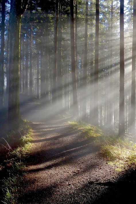 Woods Aesthetic Light, Light Forest Aesthetic, Light Forest, Forest Lighting, Forest Light Aesthetic, Mystical Forest Aesthetic, Dappled Light Forest, Sunlight In Forest, Sunlight Through Trees Aesthetic