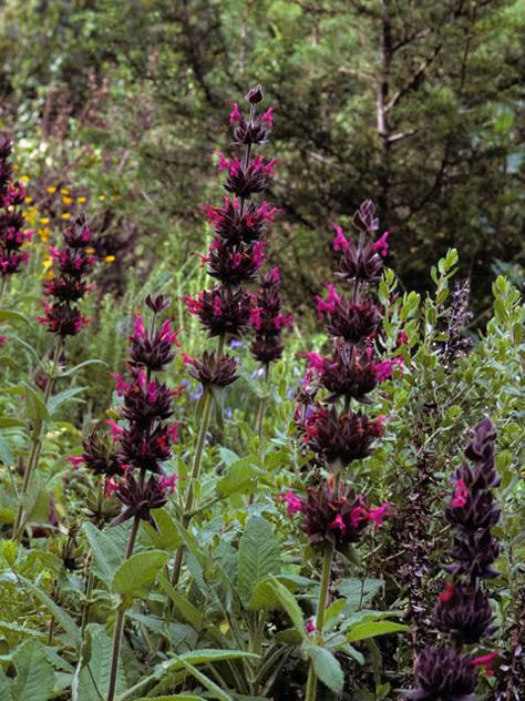 Salvia spathacea (Hummingbird sage) | NPIN Hummingbird Sage, California Native Plants, Native Plant Gardening, Hummingbird Garden, Garden Shrubs, Native Garden, Wildflower Seeds, Garden Care, Perennial Garden