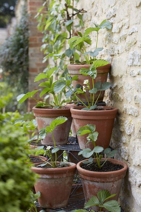 Strawberries growing on an antique wirework stand against one of the restored walls. Growing Strawberries, Walled Garden, Strawberry Plants, Garden Fountains, Green Life, Balcony Garden, Permaculture, Terra Cotta, Dream Garden