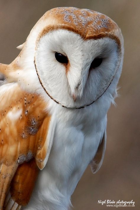 Owl Close Up, Tyto Owl, Barn Owl Drawing, Owl Sketch, Barn Owls, Owl Photography, Flower Wrist Tattoos, Animal Study, Owls Drawing