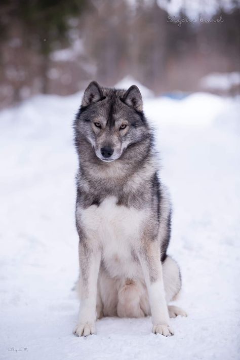 Siberian Husky Agouti, Husky Female, Husky Birthday, Siberian Wolf, Grey Husky, Agouti Husky, Haski Dog, Wolf World, Wolf Husky