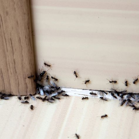 How To Quickly Get Rid of Ants | The Family Handyman Natural Remedies For Ants, Ant Trail, Sugar Ants, Types Of Ants, Ants In House, Ant Infestation, Get Rid Of Spiders, Kill Ants, Rid Of Ants