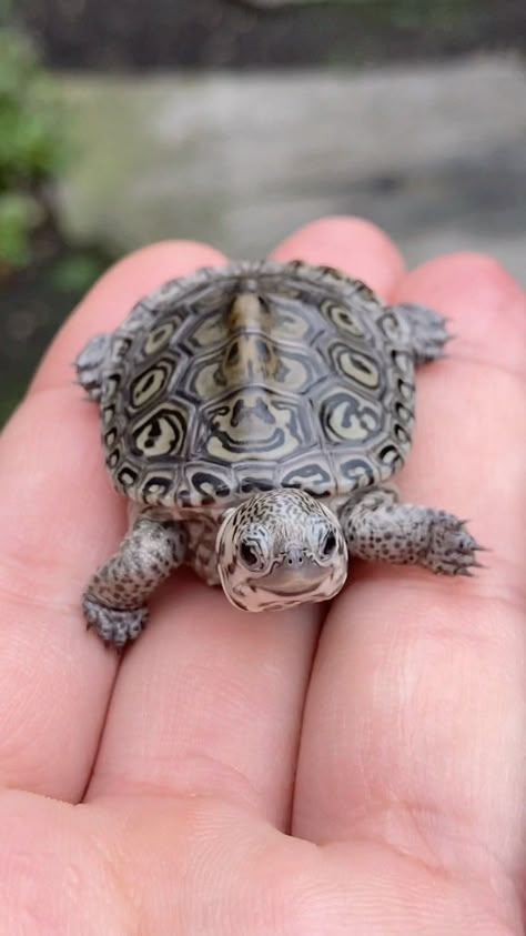 Pet Turtle Aesthetic, Turtle Pet, Musk Turtle, Pet Tortoise, Turtle Cute, Baby Tortoise, I Like Turtles, Baby Sea Turtles, Pet Turtle