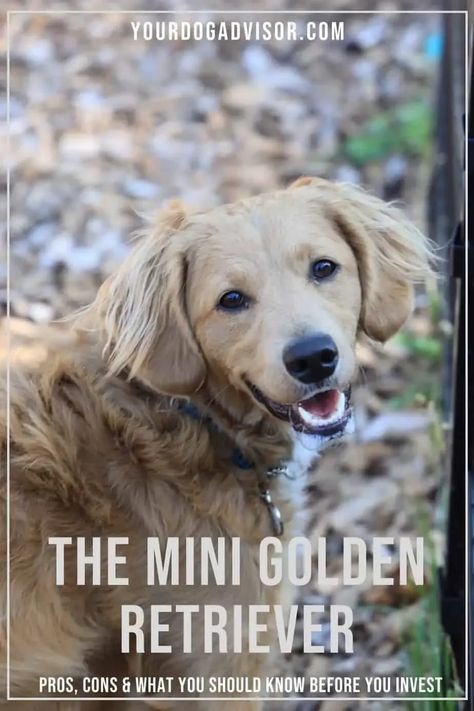 Have you ever heard of a Mini Golden Retriever? Yes, there is such a thing as a smaller version of one of the world’s most popular purebreds. Golden Retriever Mixed With Corgi, Golden Retriever Mini, Mini Golden Retriever Full Grown, Golden Retriever Short Hair, Small Golden Retriever, Comfort Retriever, Therapy Dogs Breeds, Golden Cocker Retriever, White Golden Retriever