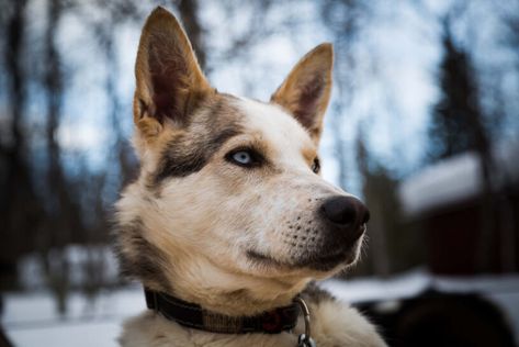 Is Yosemite National Park Dog-Friendly? - Dirt In My Shoes Dog Advice, Dog Friendly Hotels, Parson Russell Terrier, Dog Training Classes, Hiking Dogs, Dog Training Techniques, Best Dog Food, Australian Cattle Dog, Russell Terrier