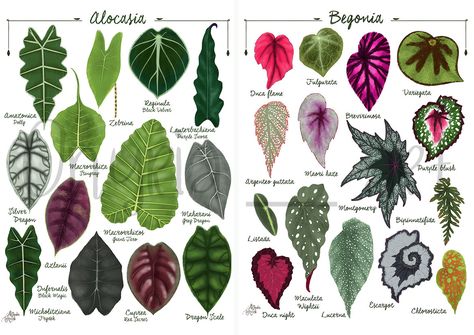 Pink Caladium, Alocasia Plant, Jungle Illustration, Goth Garden, Pink Plant, Illustration Botanique, First Art, Plant Art, Plant Lady