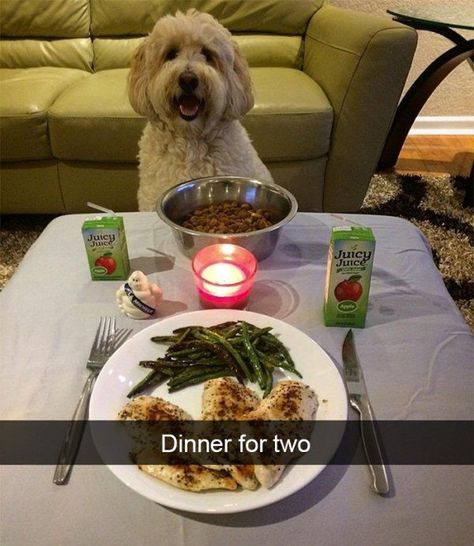 These spoiled dogs are living their best lives – 30 Pics Dog Snapchats, Love Humor, Memes Love, Juicy Juice, Spoiled Dogs, Joke Of The Day, Dinner For Two, Date Dinner, Romantic Dinners