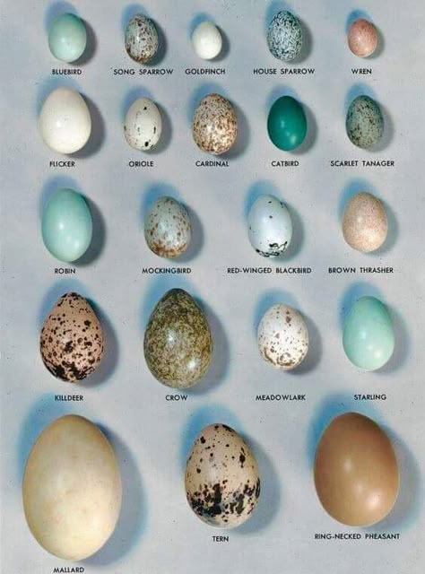 Bird Egg Identification, Farm Livestock, Backyard Birds Watching, Backyard Birds Sanctuary, Types Of Eggs, Bird Identification, Bird Nests, Deco Nature, Bird Eggs