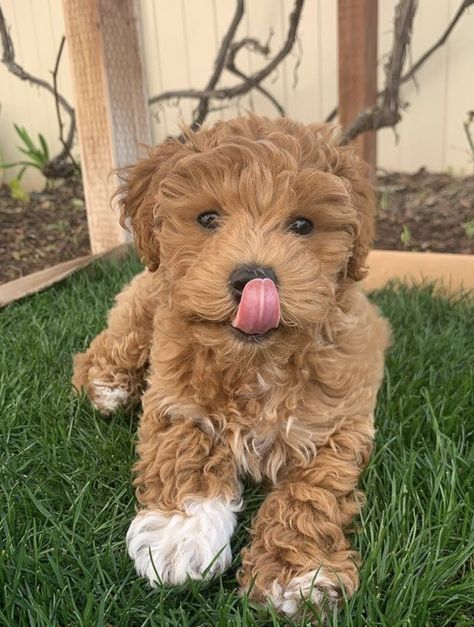 goldendoodle full grown Tiny Goldendoodle, Cutest Small Dogs, Mini Goldendoodles, Goldendoodle Puppies, Mini Goldendoodle Puppy, Full Grown Goldendoodle, Micro Mini Goldendoodle, Micro Goldendoodle Full Grown, Goldendoodle Aesthetic