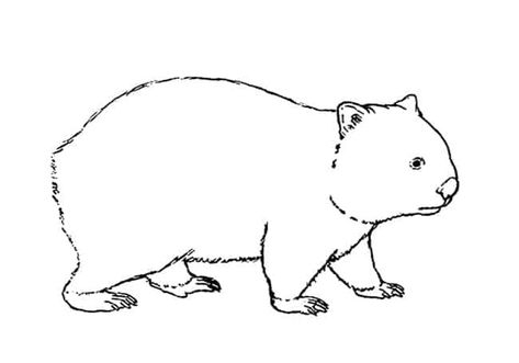 How to Draw a Wombat step by step – Easy Animals 2 Draw Wombat Drawing, Easy Animals, Painted Rocks Craft, Theme Days, Australian Animals, Yoga For Kids, Rock Crafts, Step By Step Drawing, Yorkshire Terrier