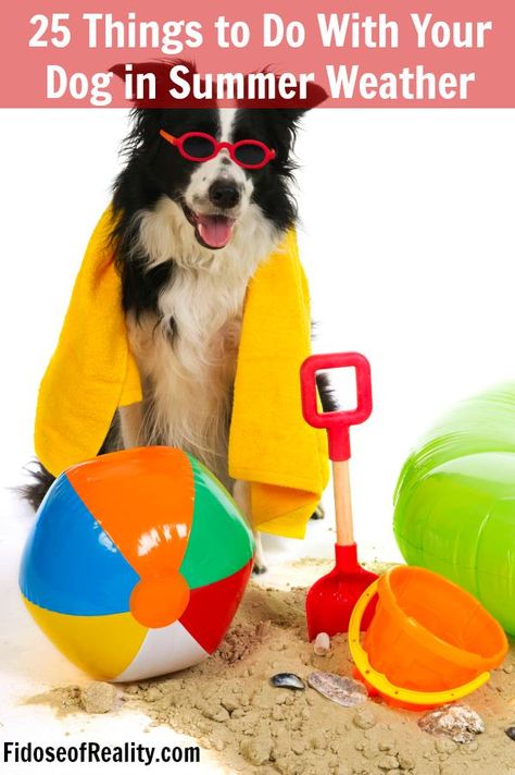 25 things to do with your dog in summer weather. From indoors to outdoors, dog summer activities are here. Soft Paws, Summer Giveaway, Dog Calendar, Dog Days Of Summer, Best Dog Toys, Collie Puppies, Border Collie Puppies, Dog Games, Indoor Dog