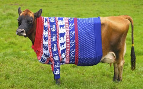 Poverty In Africa, Cow Dress, Pet Cows, Animal Tumblr, Christmas Jumper Day, Merry Christmas Ya Filthy Animal, Cows Funny, Pet Costumes, Sweet Animals