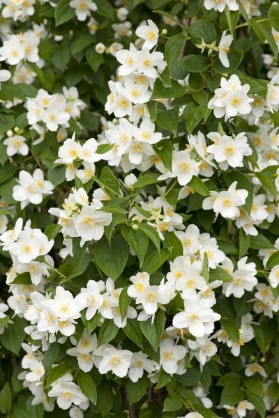 An A1 poster sized print, approx 23"x33" (841x594mm). Sweet Mock-orange or English Dogwood -Philadelphus coronary-, flowers, ornamental shrub, Thuringia, Germany. . Image supplied by Fine Art Storehouse Philadelphus Coronarius, Mock Orange, Plant Zones, Unique Wedding Flowers, Moon Garden, Poster Size Prints, Ornamental Plants, Image Frame, Full Frame