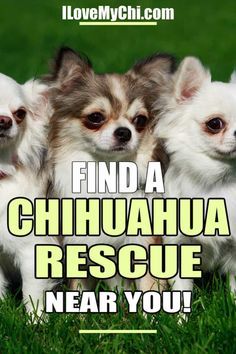 Fancy Dogs, Long Haired Chihuahua Puppies, Small Dog Rescue, Chihuahua Quotes, Chihuahua Mix Puppies, Puppy Teacup, Chihuahua Breeders, Chi Chi's, Chihuahua Rescue