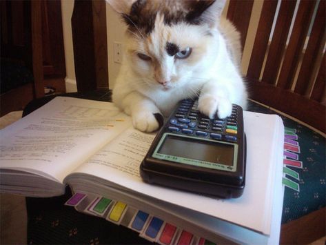 The Only Student in the Class Who Got Calculus | 21 Cats You Went To High School With Funny Cat Memes, Funny Cat Pictures, Silly Cats, Funny Animal Pictures, Animal Memes, Crazy Cats, Cat Pics, Cat Memes, A Cat