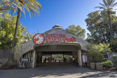 Activities: Tourist Attractions, Discount Tickets, Theme Parks, Events & Family Fun | Global Munchkins San Diego Safari Park, Zoo Pictures, San Diego Attractions, San Diego Zoo Safari Park, Spring Valley, Safari Adventure, Safari Park, San Diego Zoo, Wildlife Park