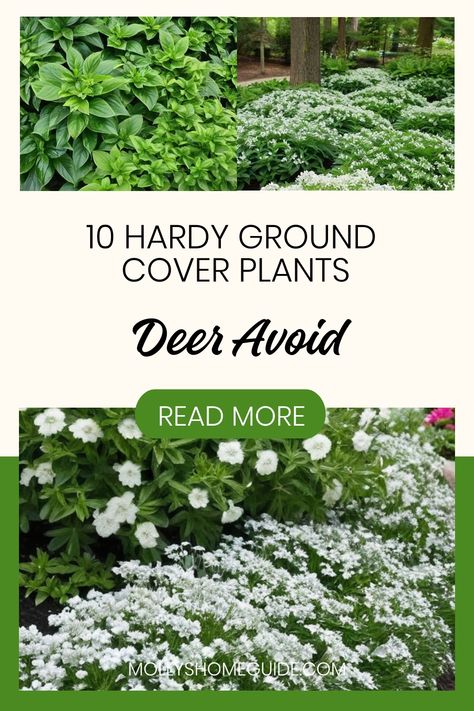 Looking to plant some ground cover that deer tend to avoid? Explore our collection of deer-resistant perennial ground cover plants, perfect for a low-maintenance garden. Discover the best options for walkable spaces or opt for succulent ground covers that thrive with minimal care. Add a touch of beauty with deer-resistant annual flowers or choose from various Deer-resistant ground cover plants. Keep your garden protected and flourishing with these reliable choices! Deer Resistant Ground Cover, Succulent Ground Cover, Deer Resistant Annuals, Deer Fencing, Landscape Slope, Perennial Ground Cover, Deer Resistant Perennials, Deer Proof, Sweet Woodruff