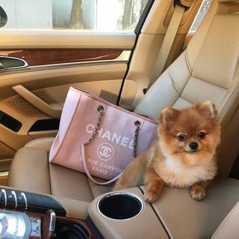 Luxury Lifestyle Fashion, Luxury Lifestyle Dreams, Luxury Style, Chanel Deauville Tote Bag, Baby Dogs, Small Dog, Fashion Luxury, Luxury Lifestyle, Puppy Love