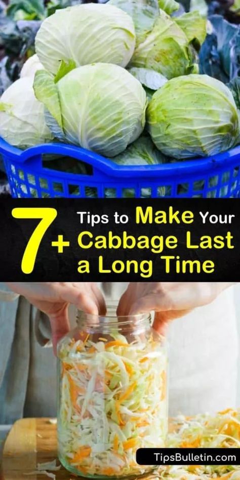 How long does cabbage last? Store green or red cabbage in the fridge for 2 weeks or freeze cabbage in an airtight container for 4 weeks. Cabbage leaves are packed full of vitamin C, and tasty prepared as coleslaw or pickled for long term storage. #cabbage #cabbagelast #preparingcabbage What To Do With Extra Cabbage, How To Store Cabbage Long Term, How To Preserve Fresh Cabbage, How To Clean Cabbage, Small Cabbage Recipes, How To Store Cabbage In Refrigerator, Preserving Cabbage, Canned Cabbage, Canning Cabbage Recipes