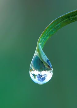 Macro Photography Water, Water Droplets Photography, Water Drop On Leaf, Tree Line Drawing, Dew Drop Photography, Macro Fotografia, Water Drop Photography, Macro Photography Nature, Photography Macro