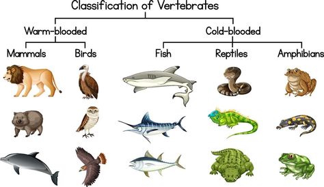 Classification Of Vertebrates, Vertebrates Animals, Vertebrates And Invertebrates, Animal Classification, Drawing Base Poses, Animals Drawing, Animal Groups, Diagram Design, Drawing Animals