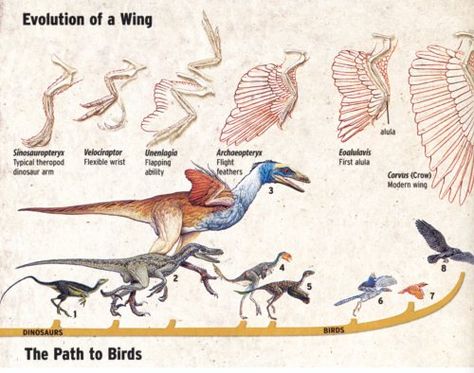 path to birds Feather Anatomy, Bird Evolution, Dinosaur Facts For Kids, Animal Evolution, Animal Fun Facts, Feathered Dinosaurs, Dinosaur Facts, Largest Dinosaur, Dino Art