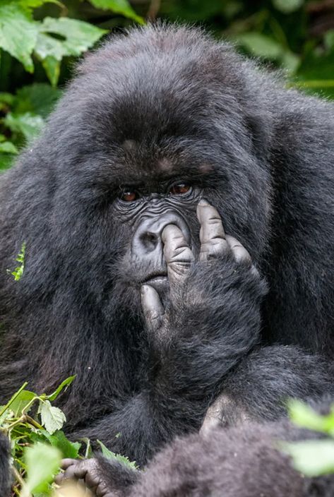 Comedy wildlife photo awards highlight funniest-looking animals | CBC News Funny Looking Animals, Comedy Wildlife Photography, Gorilla Gorilla, Wildlife Pictures, Mountain Gorilla, Great Ape, Photo Awards, Wildlife Photos, Photography Awards