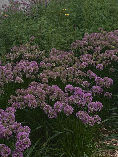 Serendipity Allium, Flowers Garden Aesthetic, Ornamental Onion, Vibes Coquette, Allium Flowers, Tartan Wallpaper, Purple Flowers Garden, Wallpaper Summer, Purple Garden