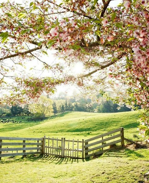 Cottagecore | thistleandopal Days Till Spring, Garden Sanctuary, Spring Scenery, Country Fences, Floral Tree, Farm Pictures, 2 More Days, Spring Pictures, Spring Landscape