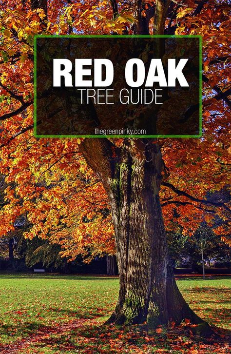 Live Oak Trees Landscaping, Red Oak Tree Landscape, Oak Trees Types, Northern Red Oak Tree, Free Trees, Texas Red Oak Tree, Windbreak Trees, Crimson Spire Oak Tree, Oak Trees Landscaping