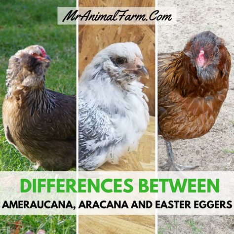 Americauna Chickens, Americana Chickens, Araucana Chickens, Ameraucana Chicken, Easter Egger Chicken, Baby Chicks Raising, Chicken Incubator, Easter Eggers, Portable Chicken Coop