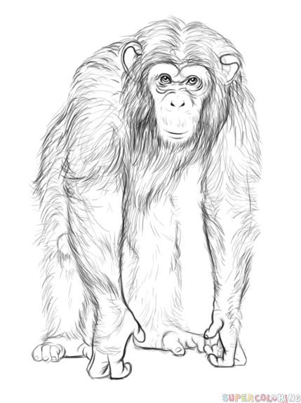 How to draw a chimpanzee step by step. Drawing tutorials for kids and beginners. Drawing Wrinkles, Monkey Drawing, Godzilla Monsters, Pencil Drawings Of Animals, Pencil Drawing Tutorials, Drawing Tutorials For Beginners, Creatures Art, Drawing Tutorials For Kids, Monkey Art