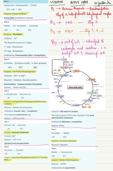 is a series of chemical reactions to release stored energy through the oxidation of acetyl-CoA derived from carbohydrates, fats, and proteins. The Krebs cycle is used by organisms that respire (as opposed to organisms that ferment) to generate energy, either by anaerobic respiration or aerobic respiration. In addition, the cycle provides precursors of certain amino acids, as well as the reducing agent NADH, that are used in numerous other reactions. Aerobic Respiration, Anaerobic Respiration, Exothermic Reaction, Acetyl Coa, Krebs Cycle, Chemical Reactions, Zoology, Amino Acids, In Addition