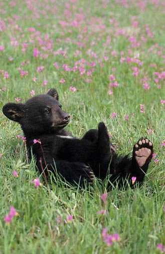 Bear In Flower Field, Bear Cub Aesthetic, Polar Bear We Bare Bears, We Bear Bears, Baby Black Bear, Tattoo Bear, Baby Bear Cub, Animal Photography Wildlife, Black Bear Cub