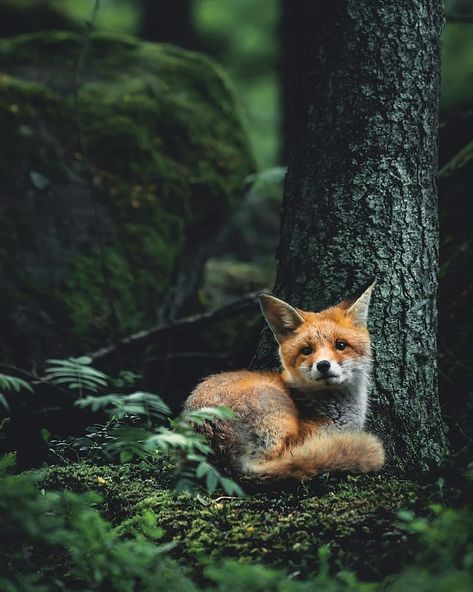 TOTEM Made on Instagram: “Just a young red fox cub curling up for a nap in the woods.  In northern Finnish folklore, there is a creature known as Tulikettu which…” Forest Fox Aesthetic, Wild Animals In Forest, Fox Photos Photography, Animal Nature Aesthetic, Fuchs Aesthetic, Beautiful Animals Photography Wildlife, Wilderness Pictures, Delta Aesthetic, Forest Pretty