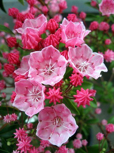 Shrubs For Shade, Kalmia Latifolia, Shade Shrubs, Mountain Laurel, Garden Shrubs, Starter Plants, Flowering Shrubs, Evergreen Shrubs, Fragrant Flowers