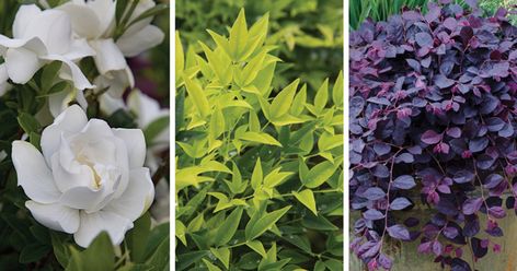 Plant Combination: Stylish “Scentimentality” | Southern Living Plants featuring Jubilation Gardenia, Lemon Lime Nandina, Purple Pixie Dwarf Weeping Loropetalum. Lemon Lime Nandina, Southern Landscaping, Sunshine Ligustrum, Landscape Ideas Front Yard Curb Appeal, First Flowers Of Spring, Southern Living Plant Collection, Front Yards Curb Appeal, Southern Living Plants, Front Landscaping